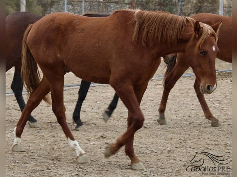 PRE Stallion 2 years Chestnut-Red in Alicante