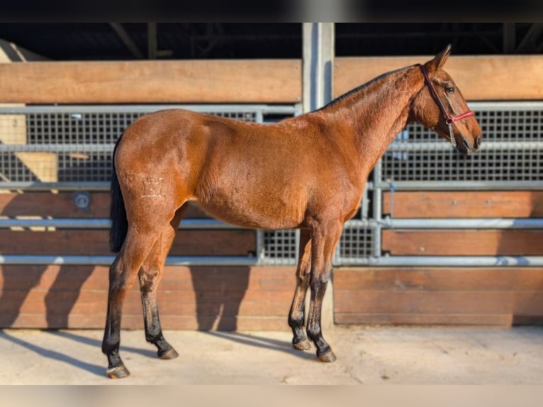 PRE Mix Stallion 2 years  in CAUMONT