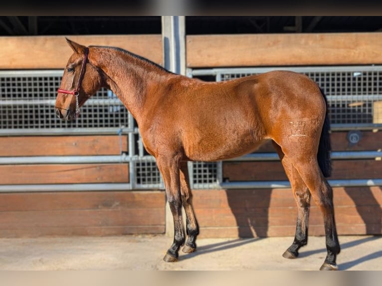 PRE Mix Stallion 2 years  in CAUMONT
