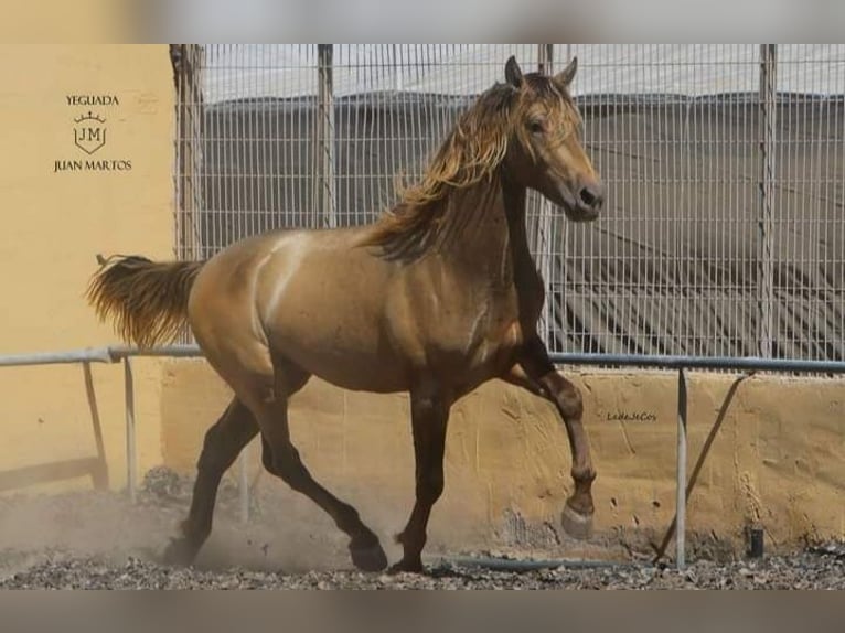 PRE Mix Stallion 2 years in Almeria