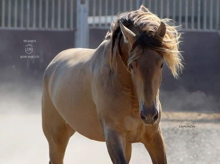 PRE Mix Stallion 2 years in Almeria