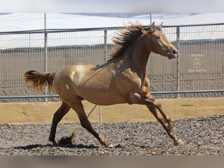 PRE Mix Stallion 2 years in Almeria