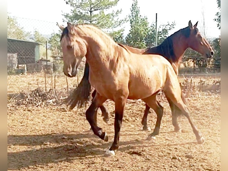 PRE Stallion 2 years Dun in Madrid