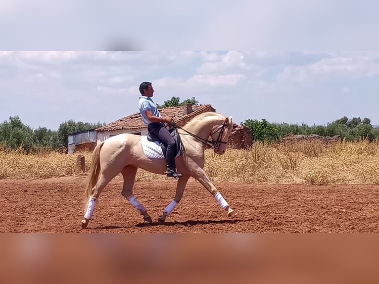 PRE Stallion 2 years Dun in Madrid