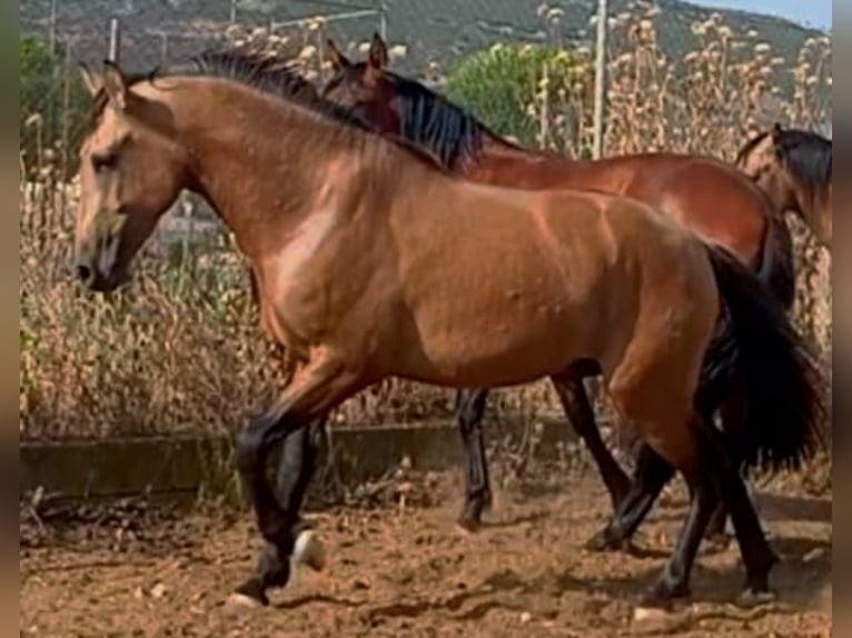PRE Stallion 2 years Dun in Madrid