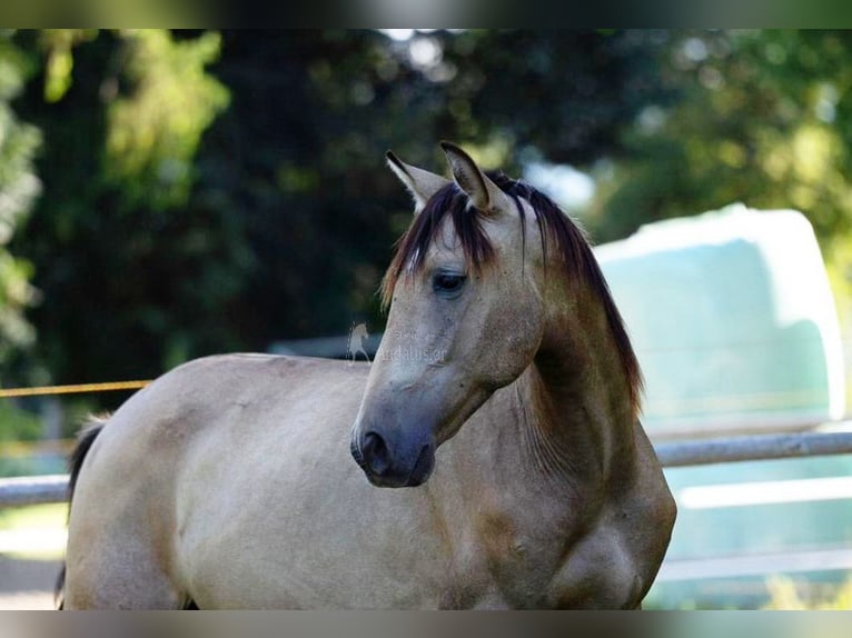 PRE Stallion 2 years Dun in klagenfurt