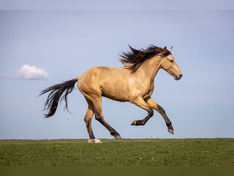 PRE Mix Stallion 2 years Dun in Belgern