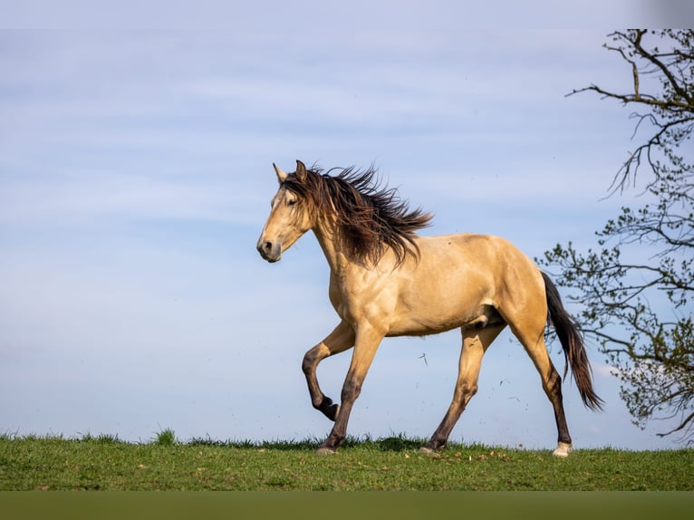 PRE Mix Stallion 2 years Dun in Belgern