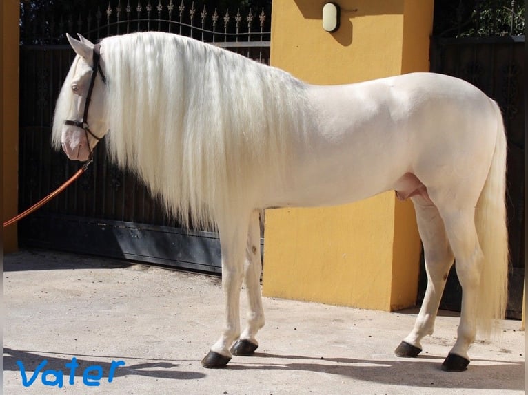 PRE Mix Stallion 2 years Dun in Belgern