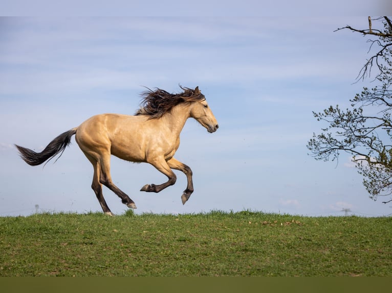 PRE Mix Stallion 2 years Dun in Belgern
