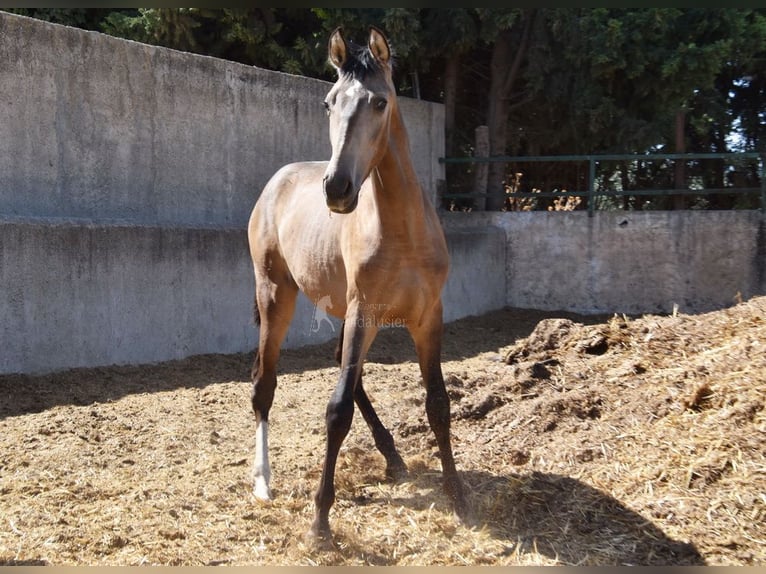 PRE Stallion 2 years Dun in Provinz Granada