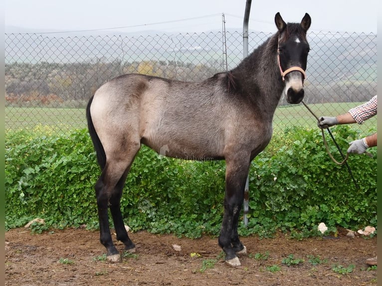 PRE Stallion 2 years Dun in Provinz Cordoba
