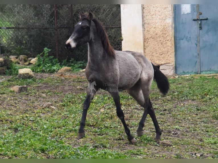 PRE Stallion 2 years Dun in Provinz Cordoba