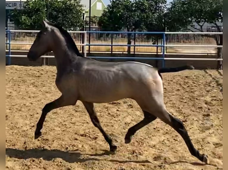 PRE Stallion 2 years Gray in Sevilla