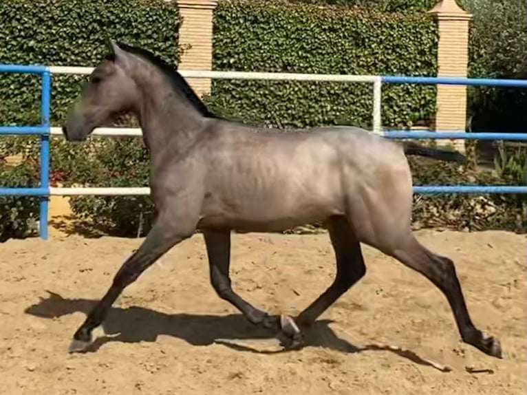 PRE Stallion 2 years Gray in Sevilla