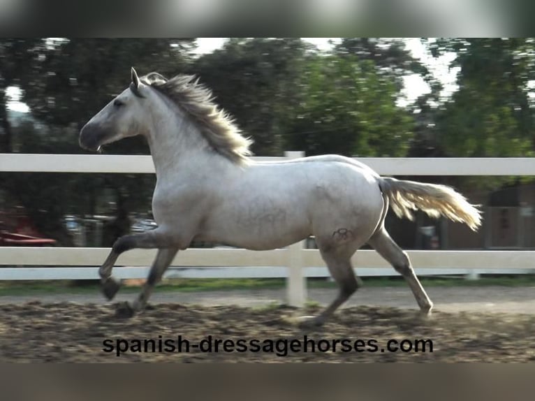 PRE Stallion 2 years Gray in Barcelona