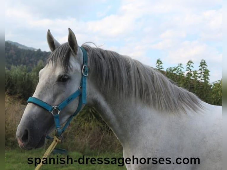 PRE Stallion 2 years Gray in Barcelona