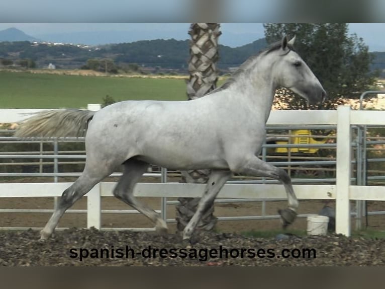 PRE Stallion 2 years Gray in Barcelona