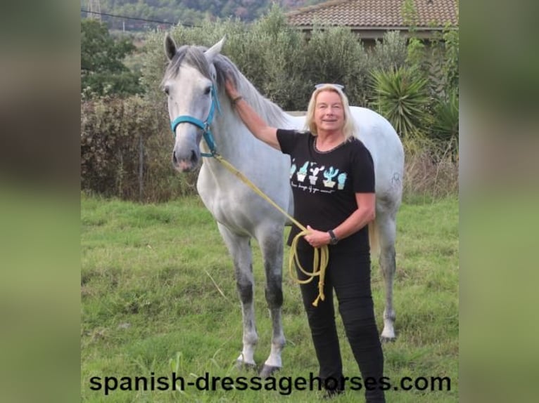 PRE Stallion 2 years Gray in Barcelona