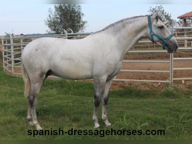 PRE Stallion 2 years Gray in Barcelona