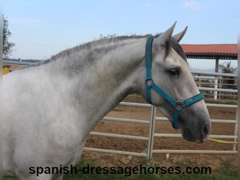 PRE Stallion 2 years Gray in Barcelona