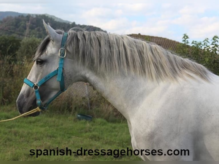 PRE Stallion 2 years Gray in Barcelona