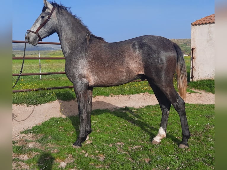 PRE Stallion 2 years Gray in Palacio