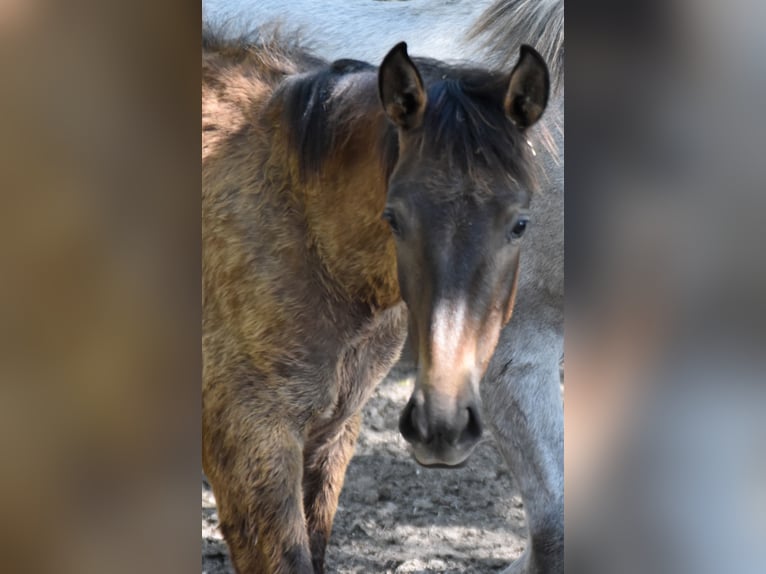 PRE Stallion 2 years Grey in Guimarães, Braga