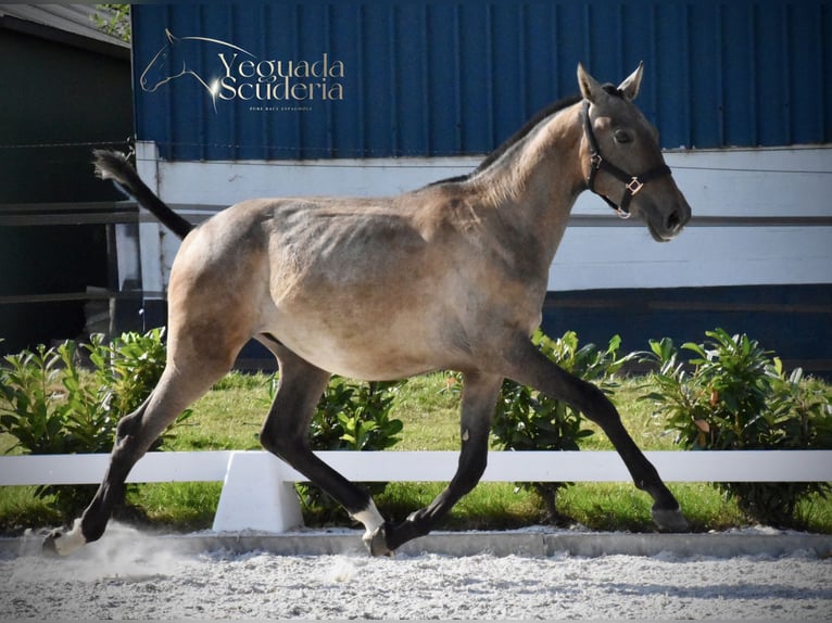 PRE Stallion 2 years Grey in Jemeppe sur sambre