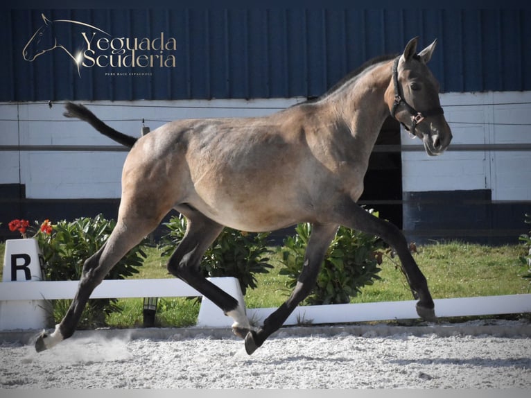 PRE Stallion 2 years Grey in Jemeppe sur sambre