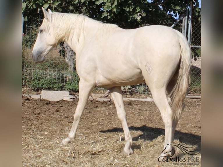PRE Stallion 2 years Palomino in Alicante