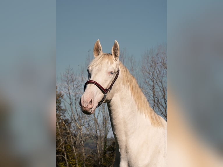 PRE Mix Stallion 2 years Perlino in Caumont