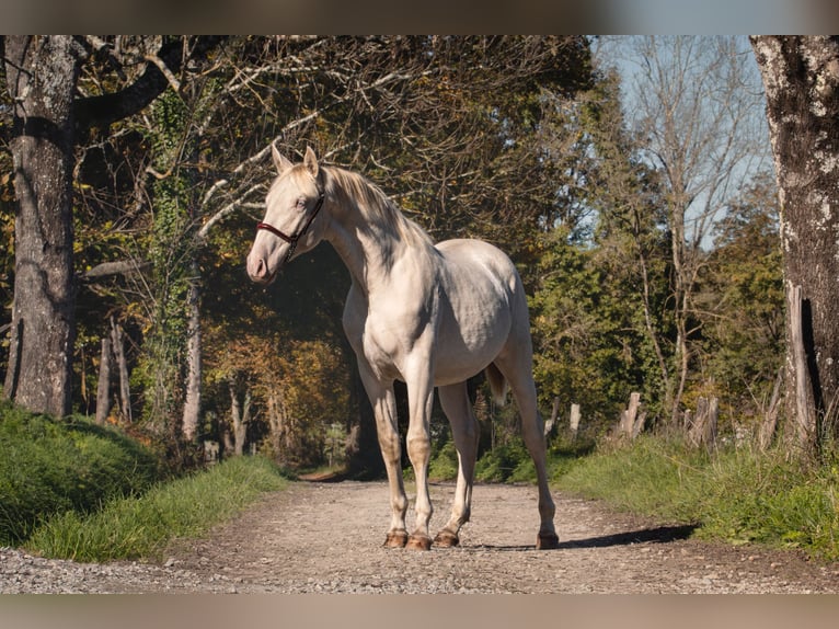 PRE Stallion 2 years Perlino in Caumont