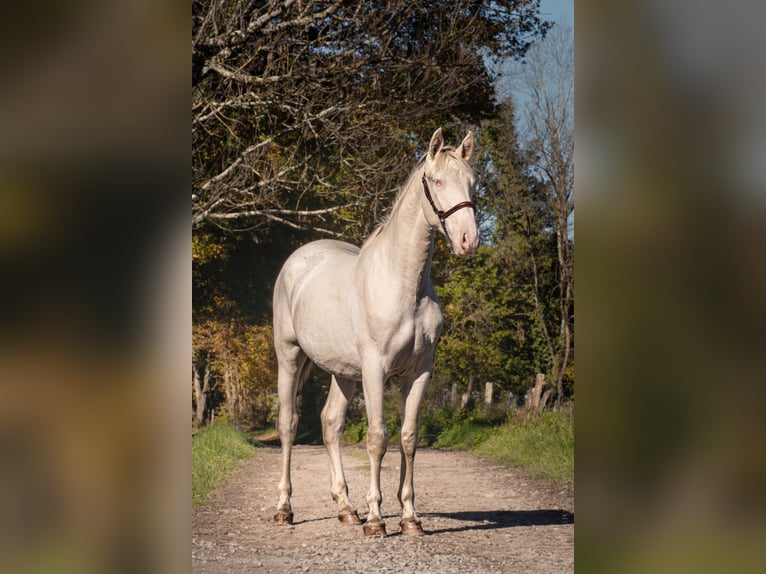 PRE Mix Stallion 2 years Perlino in Caumont