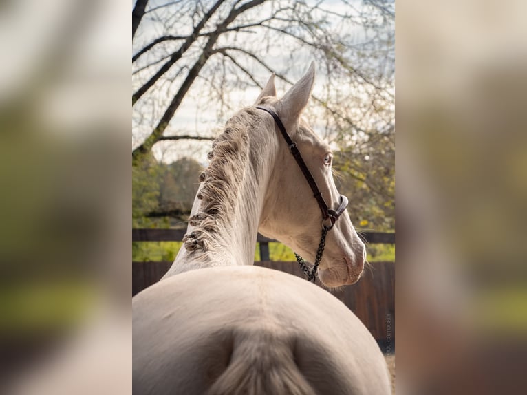 PRE Mix Stallion 2 years Perlino in Caumont