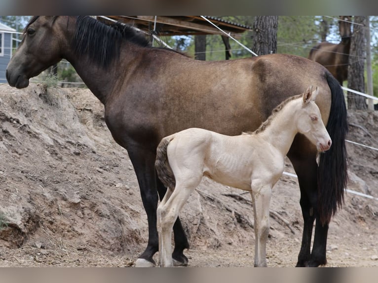 PRE Stallion 2 years Perlino in Alcoy