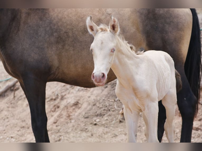 PRE Stallion 2 years Perlino in Alcoy