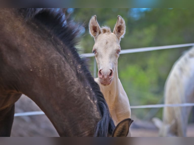 PRE Stallion 2 years Perlino in Alcoy