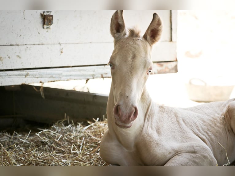 PRE Stallion 2 years Perlino in Alcoy