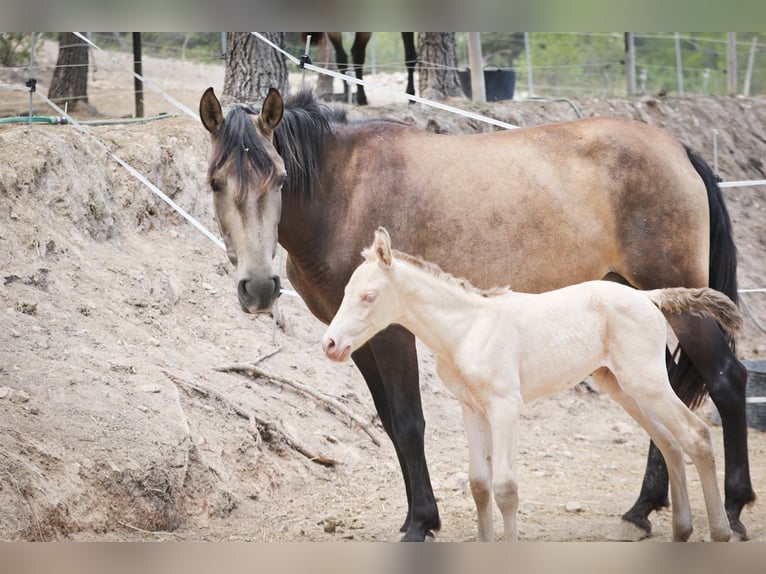 PRE Stallion 2 years Perlino in Alcoy