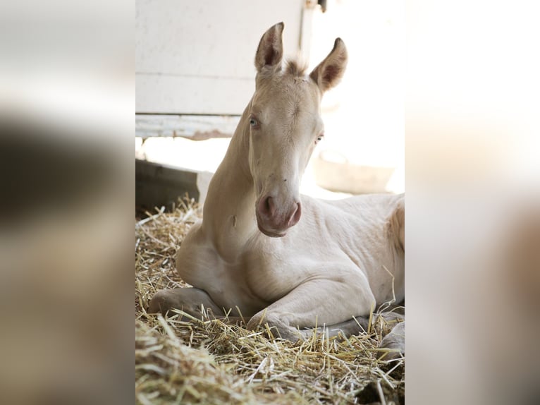 PRE Stallion 2 years Perlino in Alcoy