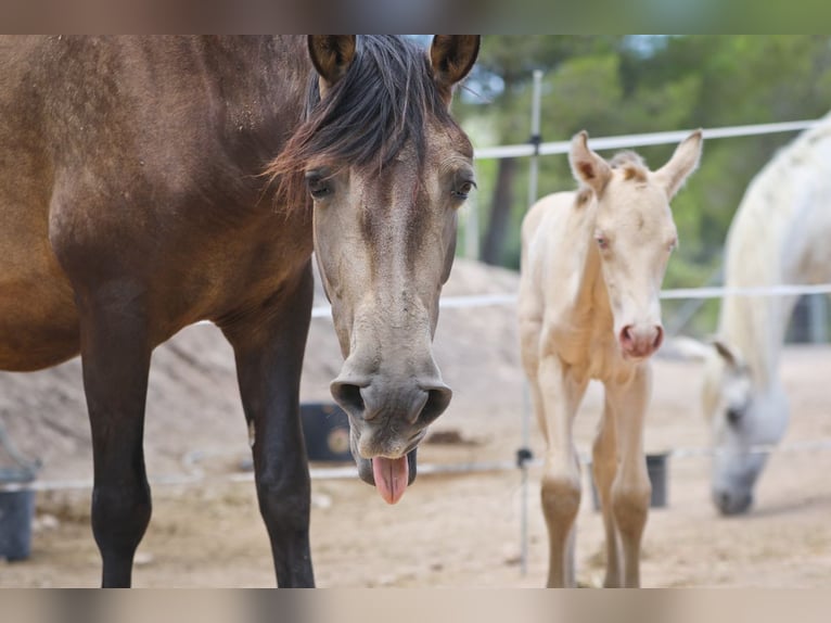 PRE Stallion 2 years Perlino in Alcoy