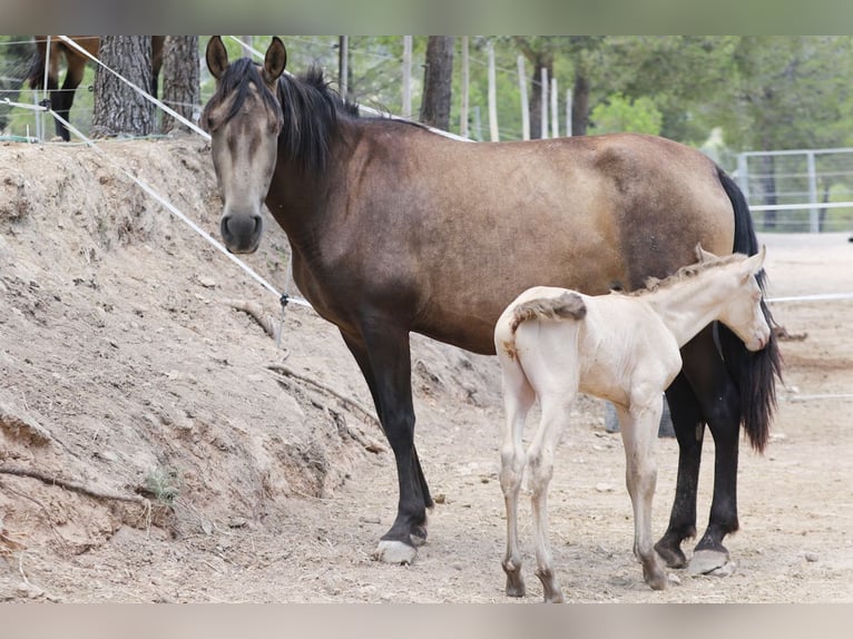 PRE Stallion 2 years Perlino in Alcoy