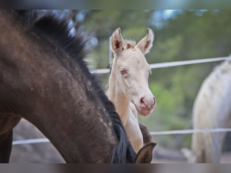 PRE Stallion 2 years Perlino in Alcoy