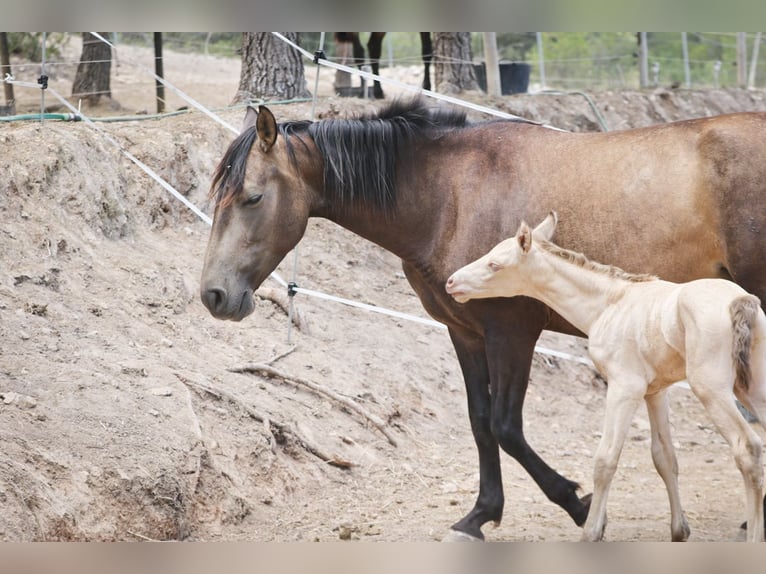 PRE Stallion 2 years Perlino in Alcoy