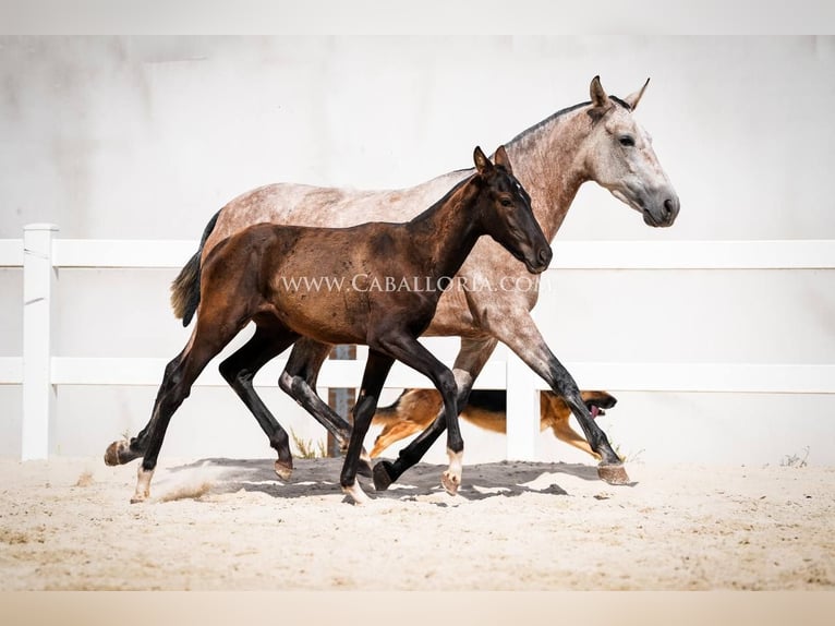 PRE Mix Stallion 3 years 13,1 hh Black in Rafelguaraf