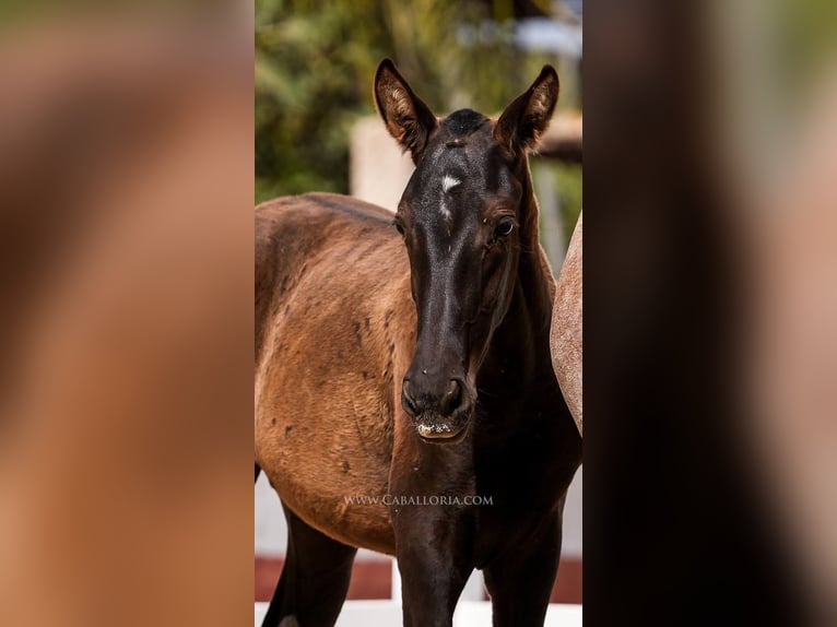 PRE Mix Stallion 3 years 13,1 hh Black in Rafelguaraf