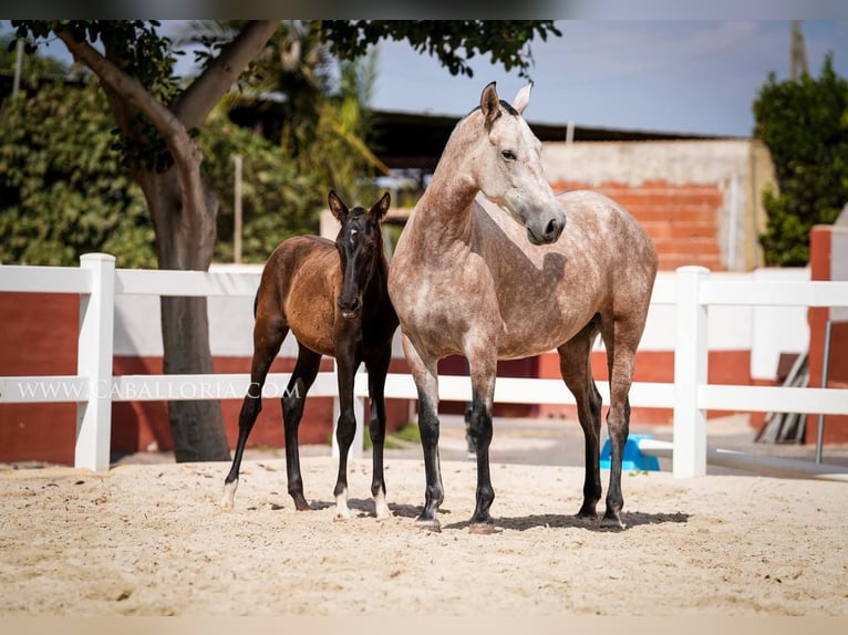 PRE Mix Stallion 3 years 13,1 hh Black in Rafelguaraf