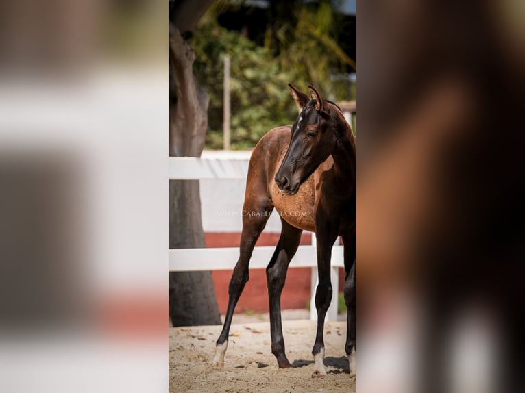 PRE Mix Stallion 3 years 13,1 hh Black in Rafelguaraf