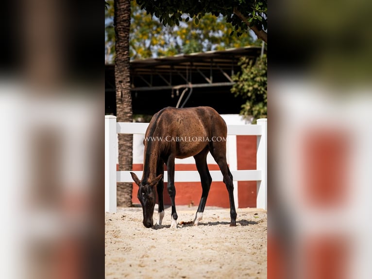 PRE Mix Stallion 3 years 13,1 hh Black in Rafelguaraf